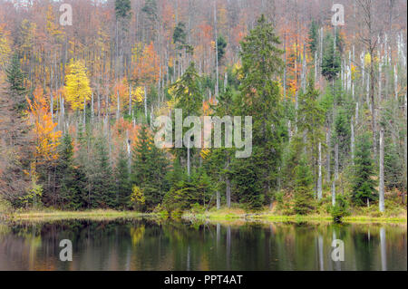 Martinsklause, petit lac à l'automne, octobre, Parc National de la forêt de Bavière, Allemagne Banque D'Images