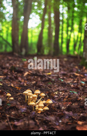 Groupe de champignons sur le sol forestier Banque D'Images