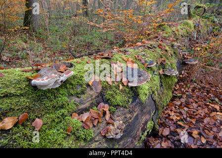 Mushroom à un arbre mort, novembre, Oberhausen, Allemagne Banque D'Images