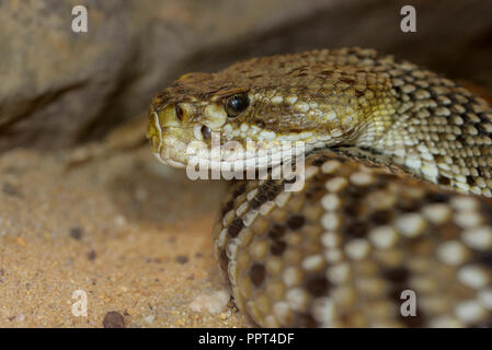 Côte ouest du Mexique, le crotale (Crotalus basiliscus) Banque D'Images