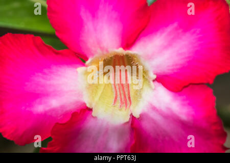 Adenium, Desert Rose Fleur Banque D'Images