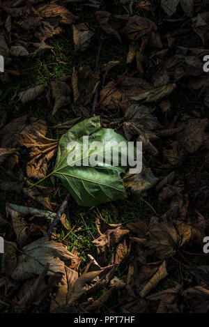 Sycomore Acer pseudoplatanus feuilles feuille allongé sur le sol au début de la saison d'automne. Banque D'Images