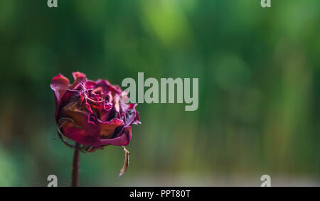 Fleur Rose rouge séché, triste valentine Banque D'Images