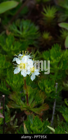 Daisy's Alaska une fleur est jaune et la moitié moitié stemen pétales blancs Banque D'Images