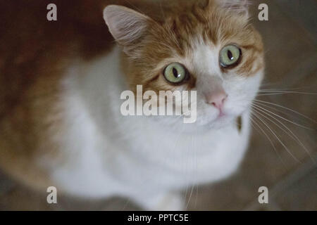 Une orange et blanc chat arlequin cherche à ses propriétaires, pour l'approbation et l'affection. Banque D'Images