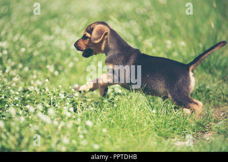 Heureux chien beagle s'amusant sur l'herbe verte puis Banque D'Images