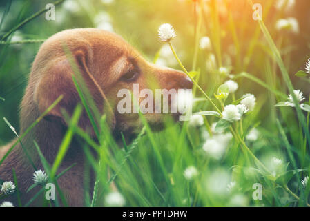 Un chien beagle est assis dans le champ de fleurs sauvages. Banque D'Images