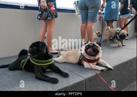 Florence, Italie - 2018, 22 Septembre : un groupe de noir et beige, le Carlin avec leurs propriétaires, à "suivre" Votre animal Expo 2018. Banque D'Images