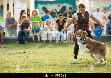 Florence, Italie - 2018, 22 Septembre : Woman throwing frisbee (disque volant) pour le chien à "suivre" Votre animal Expo 2018. Banque D'Images