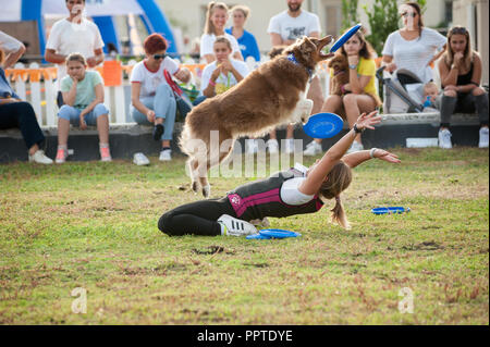 Florence, Italie - 2018, 22 Septembre : Woman throwing frisbee (disque volant) pour le chien à "suivre" Votre animal Expo 2018. Banque D'Images