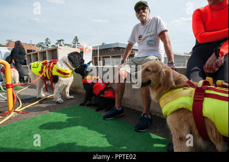 Florence, Italie - 2018, 22 Septembre : dresseurs de chiens et les chiens avec faisceau, à "suivre" Votre animal Expo 2018. Banque D'Images