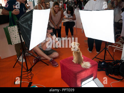 Florence, Italie - 2018, 22 Septembre : chien au cours d'une séance photo, à "suivre" Votre animal Expo 2018. Banque D'Images