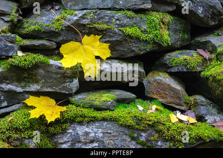 Les feuilles d'automne jaune sur mur de pierre couvert de mousse verte. Banque D'Images