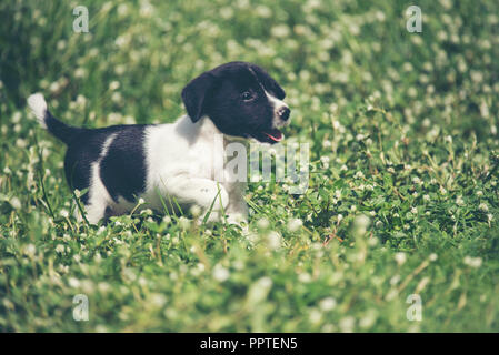 Heureux chien beagle s'amusant sur l'herbe verte puis Banque D'Images