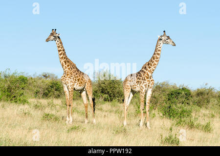 Les Girafes Masai dans Masai Mara National Reserve, Kenya Banque D'Images