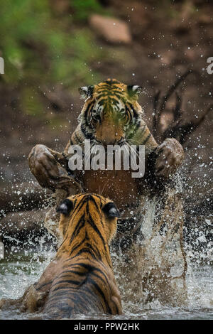 Sur un beau soir de pluie en saison de mousson deux tigres étaient l'apprentissage des techniques de combats en jouant dans un lac à l'eau national de Ranthambore Banque D'Images