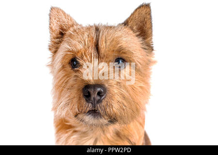 Portrait d'un petit chien marron sur fond blanc regardant la caméra Banque D'Images