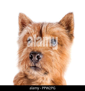 Portrait d'un petit chien brun sur un fond blanc à yeux tristes Banque D'Images