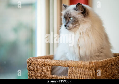 Chat Ragdoll Nice, couché dans un panier. Développé par American source Ann Baker, il est surtout connu pour son tempérament docile et nature affectionat Banque D'Images