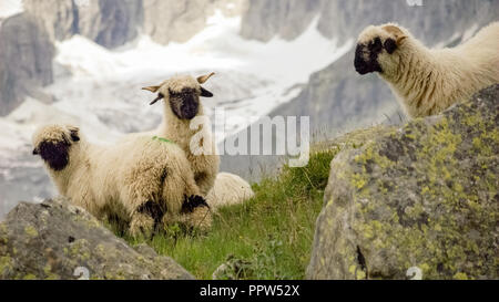 Trois Valais museau noir, moutons ou Schwarznasenschaf Walliser, une race de moutons domestiques dans les montagnes de la Fieschertal (Valais, Suisse) Banque D'Images