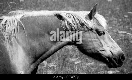 La tête d'un cheval en profil. La photo est prise dans le village de montagne suisse de Bellwald (Valais, Suisse) Banque D'Images