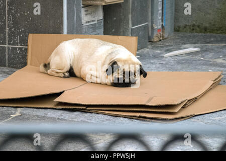 Le PUG de dormir sur des morceaux de carton. Ils ont des caractéristiques physiques : une ridée, courte-queue enroulée, face au silence et d'amende, la brillance du pelage Banque D'Images