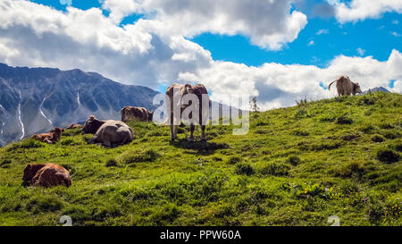 Près du village de Mustair, l'Ofenpass et le Parc National Suisse (Grisons, Suisse), les vaches paissent dans les champs verts Banque D'Images