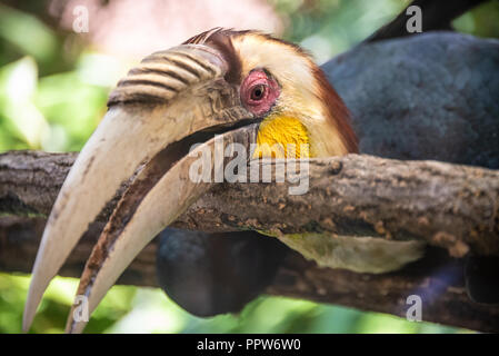 Nimbées calao (Rhyticeros undulatus) au Zoo d'Atlanta près du centre-ville d'Atlanta, Géorgie. (USA) Banque D'Images