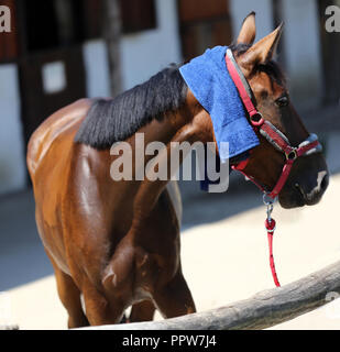 En éponge de coton éponge humide sur la tête d'un cheval de saut dans ta journée d'été chaud et ensoleillé Banque D'Images