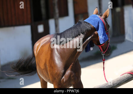 En éponge de coton éponge humide sur la tête d'un cheval de saut dans ta journée d'été chaud et ensoleillé Banque D'Images