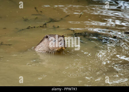 La tête d'une loutre de mer hors de l'eau trouble. La loutre est de nager dans une piscine avec l'eau trouble sale . Seule la tête est visible Banque D'Images