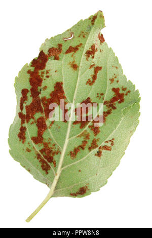 Apple Tree avec des feuilles de maladie parasitaire avec champignon Phragmidium colonies. Isolé sur un plan macro studio blanc Banque D'Images