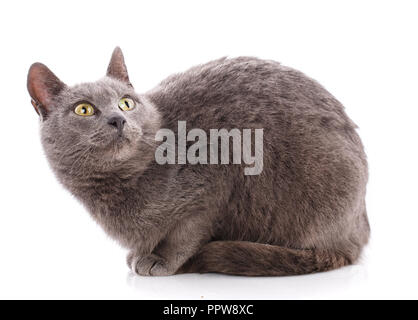 Portrait d'un chat gris. Chat sans race. Un simple chaton sur un fond blanc Banque D'Images