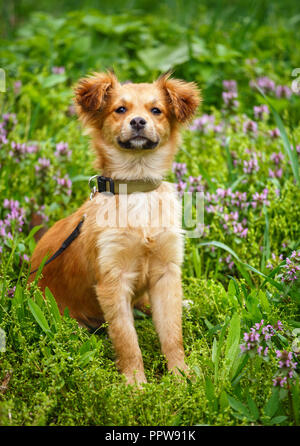 Le choix du chien sans-abri rousse sur jardin dans le village. Chien sans race. Banque D'Images