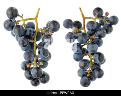 Un vrai bouquet de doux raisins Isabella bleu foncé - vue des deux côtés. Isolated on white studio ensemble macro Banque D'Images