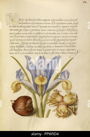 Chestnut Espagnol, Anglais Iris, et européen ; Joris Hoefnagel Filbert, flamand , hongrois, 1542 - 1600, et Georg Bocskay Banque D'Images