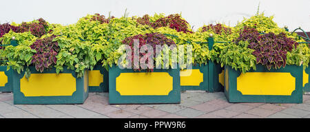 Vert et Rouge décorative plantes poussent dans des vases de béton sur une rue de la ville. Collage panoramique à partir de plusieurs jour d'automne photos Banque D'Images