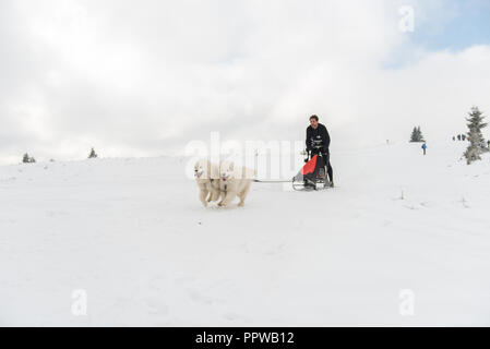 BELIS, Roumanie - 17 février 2018 : courses de Musher lors d'une course de traîneau à chiens samoyède show avec dans la montagne de Transylvanie Banque D'Images