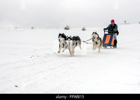 BELIS, Roumanie - 17 février 2018 : courses de Musher lors d'une course de traîneau à chiens husky show avec dans la montagne de Transylvanie Banque D'Images