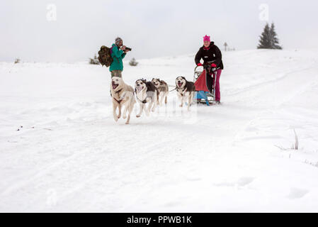 BELIS, Roumanie - 17 février 2018 : courses de Musher lors d'une course de traîneau à chiens husky show avec dans la montagne de Transylvanie Banque D'Images