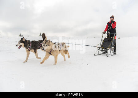 BELIS, Roumanie - 17 février 2018 : courses de Musher lors d'une course de traîneau à chiens husky show avec dans la montagne de Transylvanie Banque D'Images