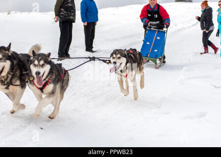 BELIS, Roumanie - 17 février 2018 : courses de Musher lors d'une course de traîneau à chiens husky show avec dans la montagne de Transylvanie Banque D'Images