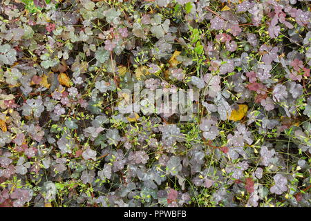 Lièvre d'automne chou aigre de tapis fishermen. vert-brun texture background. pour la conception, la visualisation 3D Banque D'Images