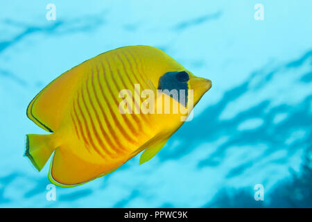 Papillons Chaetodon semilarvatus, masqué, l'île de Giftun, Red Sea, Egypt Banque D'Images