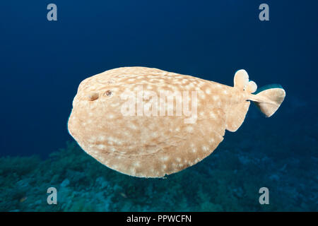 Raie Torpille, panthera,, Red Sea, Egypt Banque D'Images