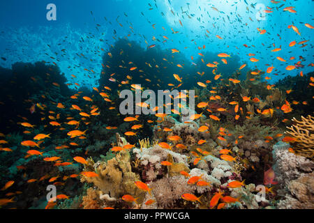 Lyretail Anthias sur Coral Reef, Pseudanthias squamipinnis,, Red Sea, Egypt Banque D'Images