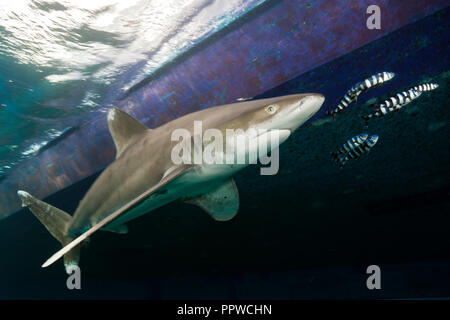 Requin océanique ci-dessous, croisières, Carcharhinus longimanus, Red Sea, Egypt Banque D'Images