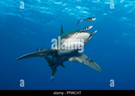 Requin océanique, Carcharhinus longimanus,, Red Sea, Egypt Banque D'Images