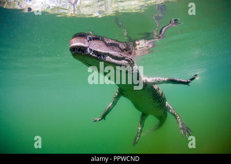 Les jeunes Crocodile, Crocodylus acutus, Floride, Everglades, USA Banque D'Images