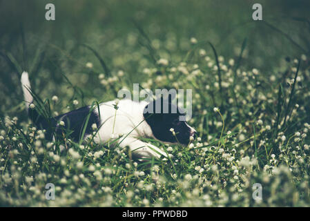 Heureux chien beagle s'amusant sur l'herbe verte puis Banque D'Images